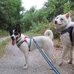 犬が好き！人も好き！　初めだけシャイだけど、元気な子犬のオリオン君。