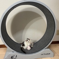 キャットホイール 中古品 完成状態でお渡し 取りに来れる方