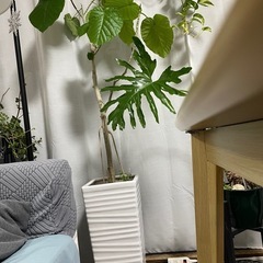 観葉植物 フィカス ウンベラータ 10号 ノーマル ラスターポット 