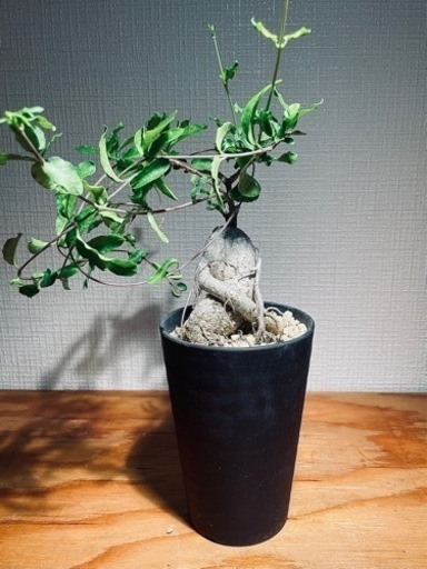 海外品種！塊根植物　唯一無二の存在感！うねりのある塊根部