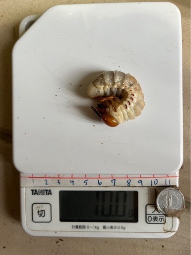 パラワンオオヒラタクワガタ幼虫8匹