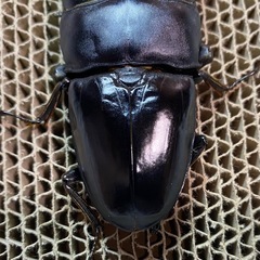 スマトラヒラタ 103mm 大型血統 新成虫トリオ スマトラオオヒラタ 