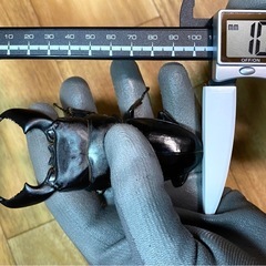 スマトラヒラタ 103mm 大型血統 新成虫トリオ スマトラオオヒラタ 