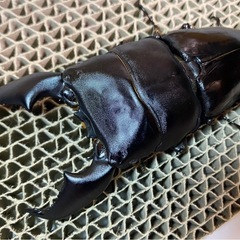 スマトラヒラタ 103mm 大型血統 新成虫トリオ スマトラオオヒラタ 