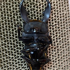 スマトラヒラタ 103mm 大型血統 新成虫トリオ スマトラオオヒラタ 