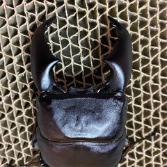 スマトラヒラタ 103mm 大型血統 新成虫トリオ スマトラオオヒラタ 