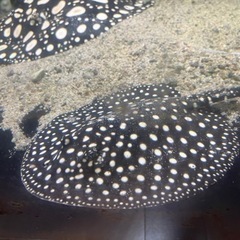 激安！ダイヤモンドポルカ♀熱帯魚 淡水エイ