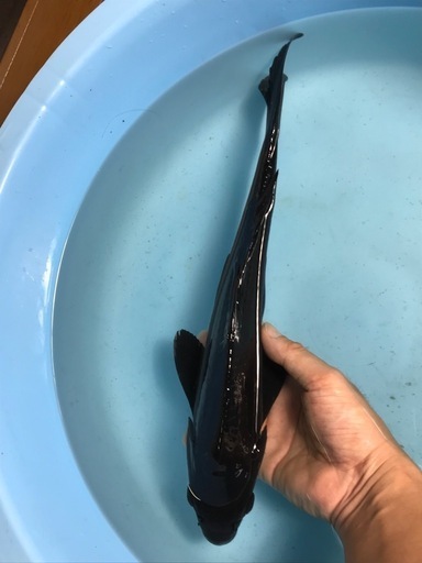 水槽用　錦鯉　カラス鯉　烏鯉　スーパーブラック　38㎝