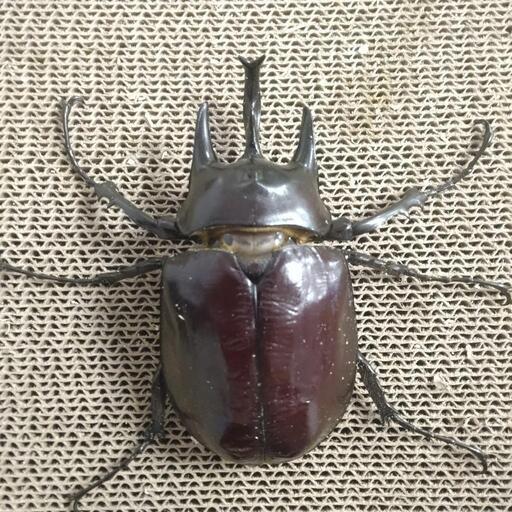 アクティオンゾウカブト（レックスゾウカブト） 単品♂110mm