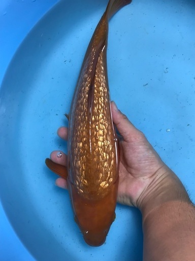 水槽用　錦鯉　モンスター体系　銀鱗茶鯉　39㎝