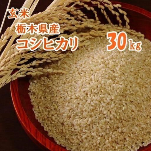 栃木米 コシヒカリ 2俵 令和5年度　古米 玄米