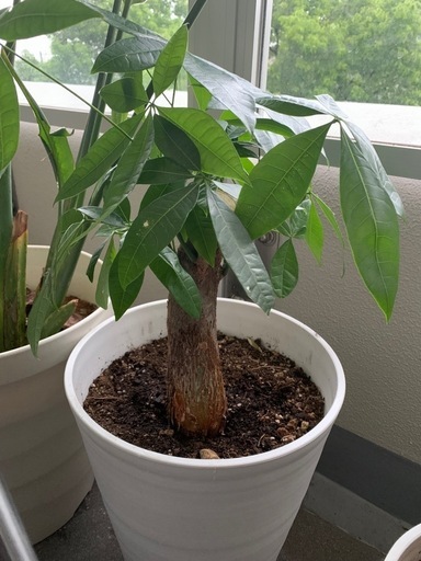 観葉植物　太株　茎径70㎜ パキラ
