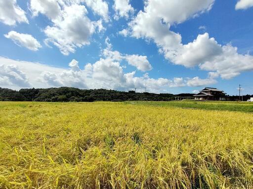 令和6年度産　特別減農薬米コシヒカリ　30キロ