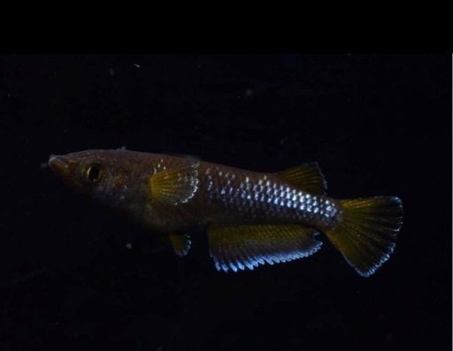めだかオランジェ⭐️若魚トリオセット