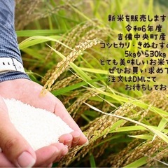 令和6年度　コシヒカリ、キヌムスメ