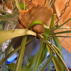 ビカクシダ（コウモリラン）超大型カッコいい!引き取り限定でお願いします。