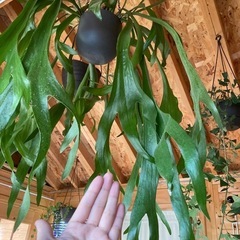 ビカクシダ（コウモリラン）超大型カッコいい!引き取り限定でお願いします。