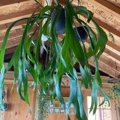 ビカクシダ（コウモリラン）超大型カッコいい!引き取り限定でお願いします。