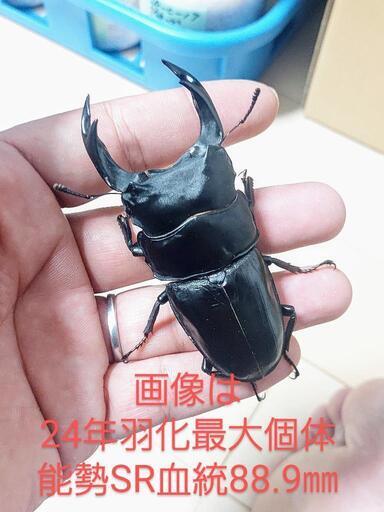【24年羽化新成虫】能勢SR血統　オオクワガタ　♂️♀️ ペア＋♀️2頭　◎配送◎