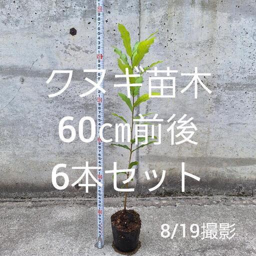 クヌギ苗木6本セットポット付き