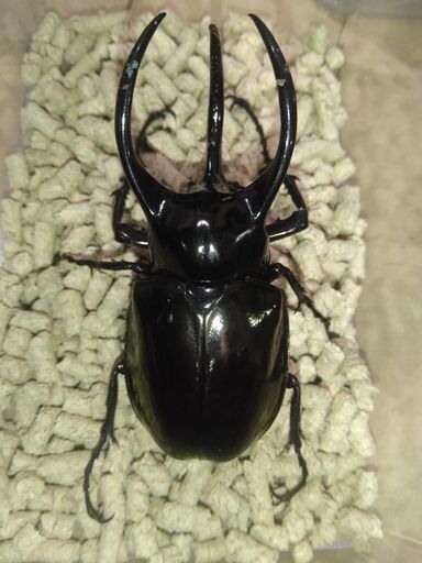 WDアトラスオオカブトベトナム亜種マンテツペア