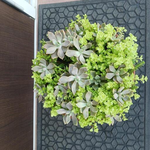 エケベリア属(育てやすい多肉種)　寄せ植え　大きい鉢付き