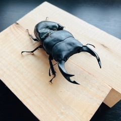 埼玉県 朝霞市のオオクワガタの中古が安い！激安で譲ります・無料で  