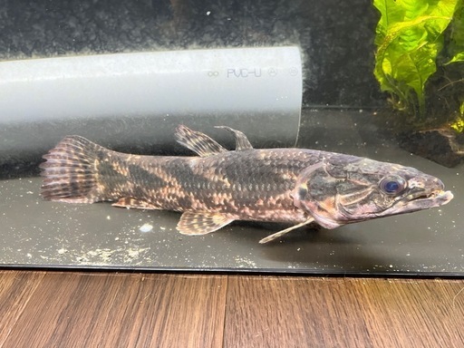 古代魚　リアルタライロン