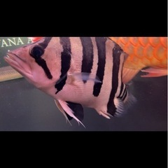 ダトニオプラスワン30±