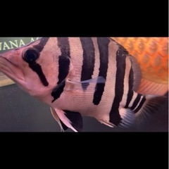 ダトニオプラスワン30±