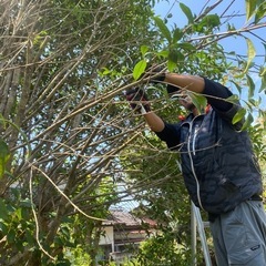 山鹿市★植木屋★剪定、草刈り、伐採、害虫防除、植樹、うけたまわり...