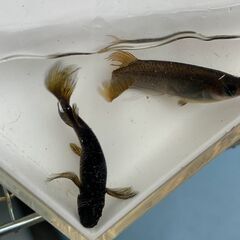 メダカ　ヒレ長・ミックス（４種）　今年の春生まれの若魚１０匹　１...