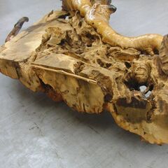 瘤 瘤木 約20kg 天然木 自然木 古木 流木 変木 天然木 瘤杢 飾り木 置物 インテリア オブジェ 和風 札幌 手稲