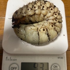 【ゆう様と取引中】アクティオンゾウカブト3令幼虫5匹(レックスゾウカブト)  送料別　遠方取引可能