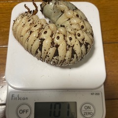 【ゆう様と取引中】アクティオンゾウカブト3令幼虫5匹(レックスゾウカブト)  送料別　遠方取引可能