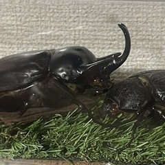 【ゆう様と取引中】アクティオンゾウカブト3令幼虫5匹(レックスゾウカブト)  送料別　遠方取引可能