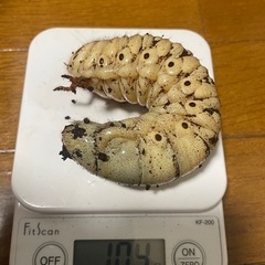 【ゆう様と取引中】アクティオンゾウカブト3令幼虫5匹(レックスゾウカブト)  送料別　遠方取引可能