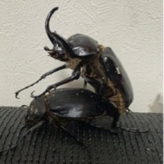 【ゆう様と取引中】アクティオンゾウカブト3令幼虫5匹(レックスゾウカブト)  送料別　遠方取引可能