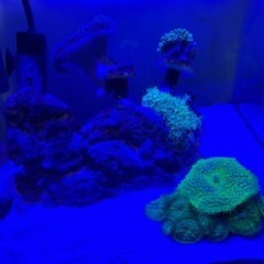 海水魚、珊瑚生体 購入してくれる方探しています