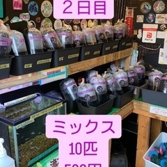 【五桜メダカ】 9月1日　全品1000円SALE 2日目　横須賀...