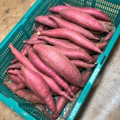 鳥取県米子市　さつまいも　4キロ前後　新鮮　甘くて美味しい　期間...