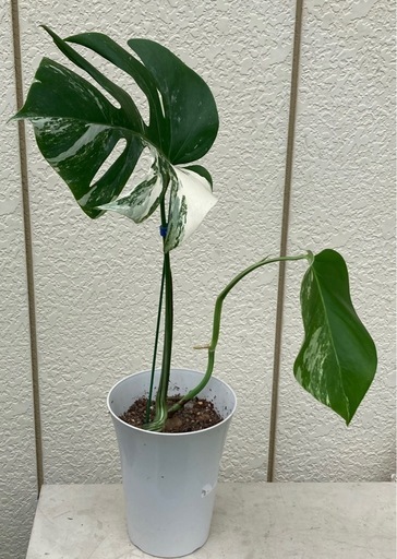 斑入りモンステラ ボルシギアナ ①