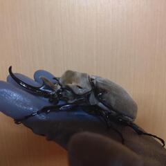 大型ペアエレファスゾウカブト