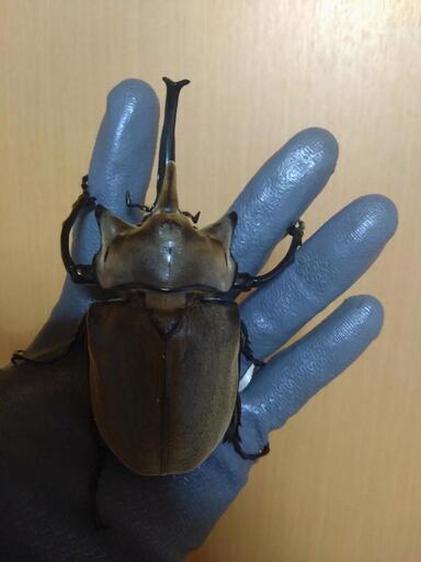 大型ペアエレファスゾウカブト