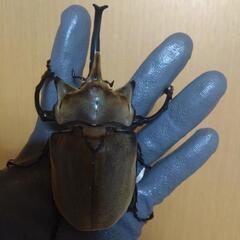 大型ペアエレファスゾウカブト