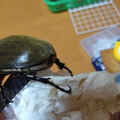 大型ペアエレファスゾウカブト