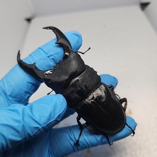 レア種　サンバレスヒラタクワガタ♂️91mm♀️フリーサイズペア