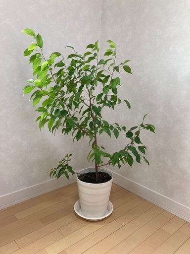 観葉植物　鉢植え　ベンジャミン
