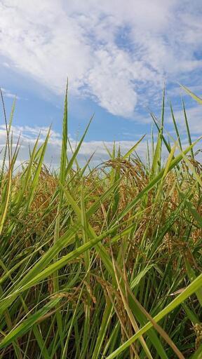 ✨食味値94点✨令和6年産コシヒカリ30kg玄米