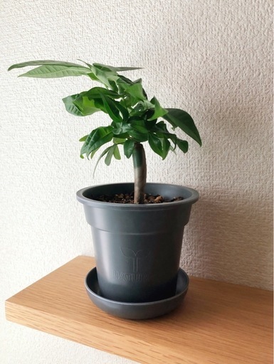 観葉植物　実生パキラ　21cm　ブラックカラーの3.5号の鉢と受け皿付き